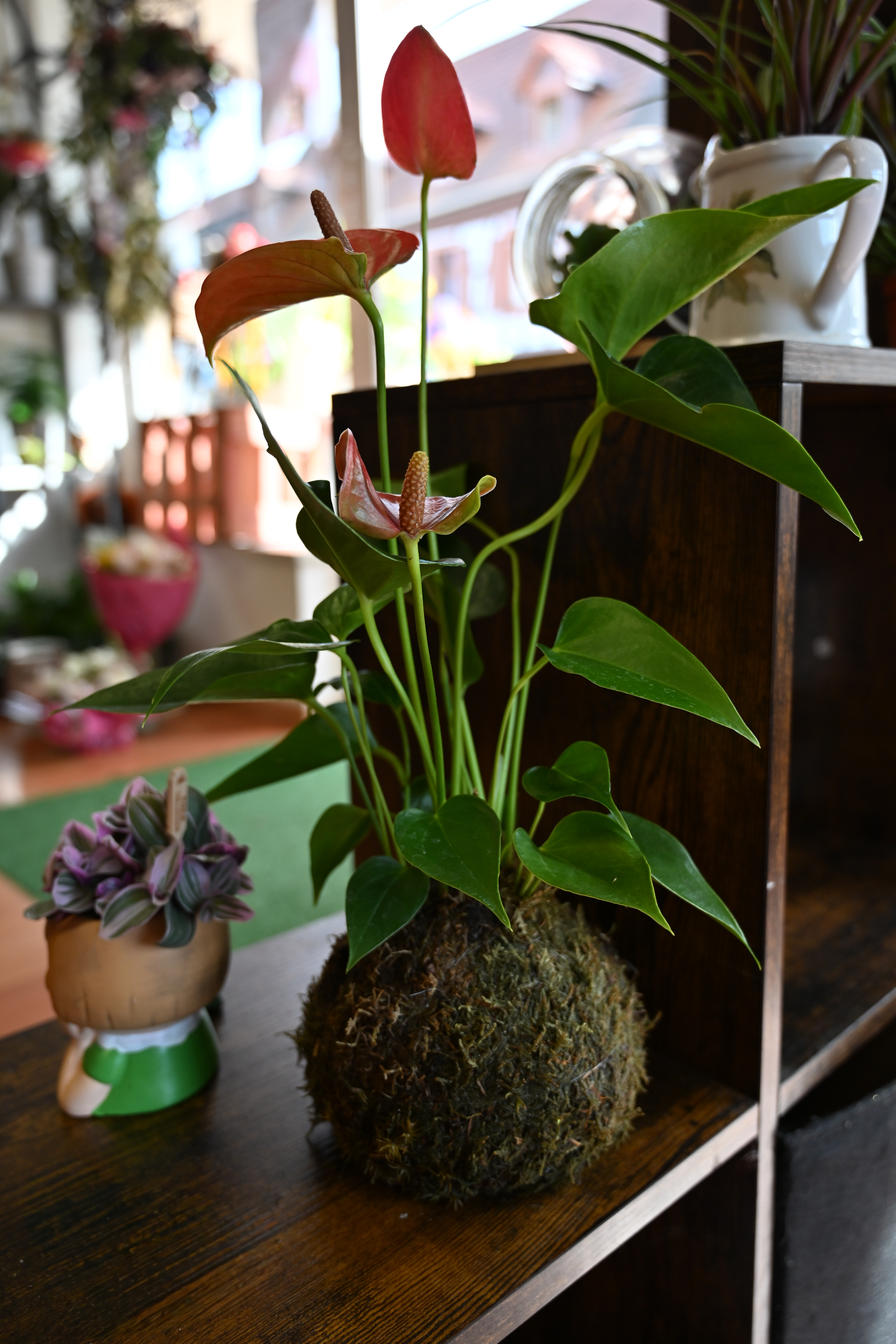 Kokedamas