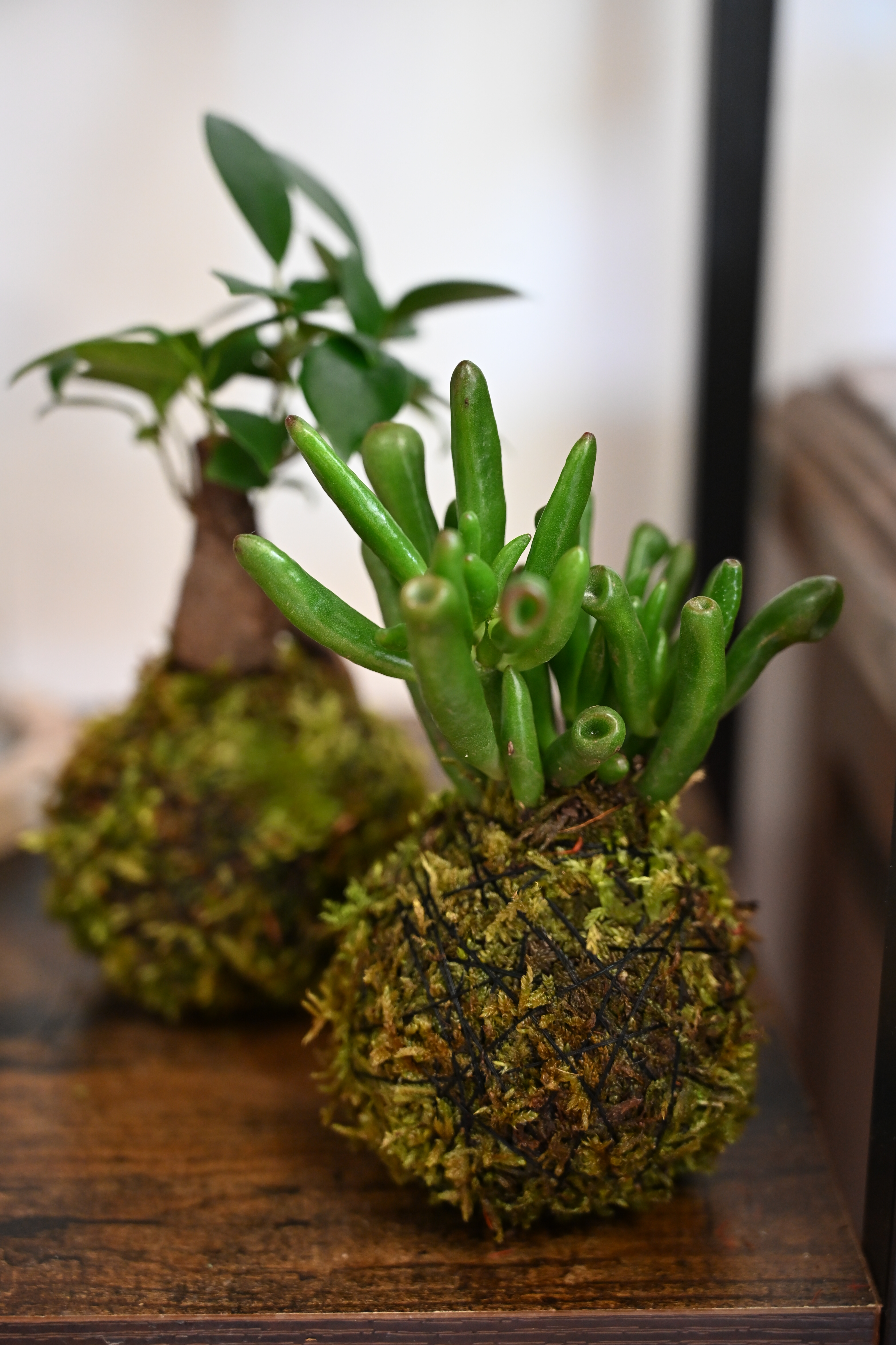 Kokedamas